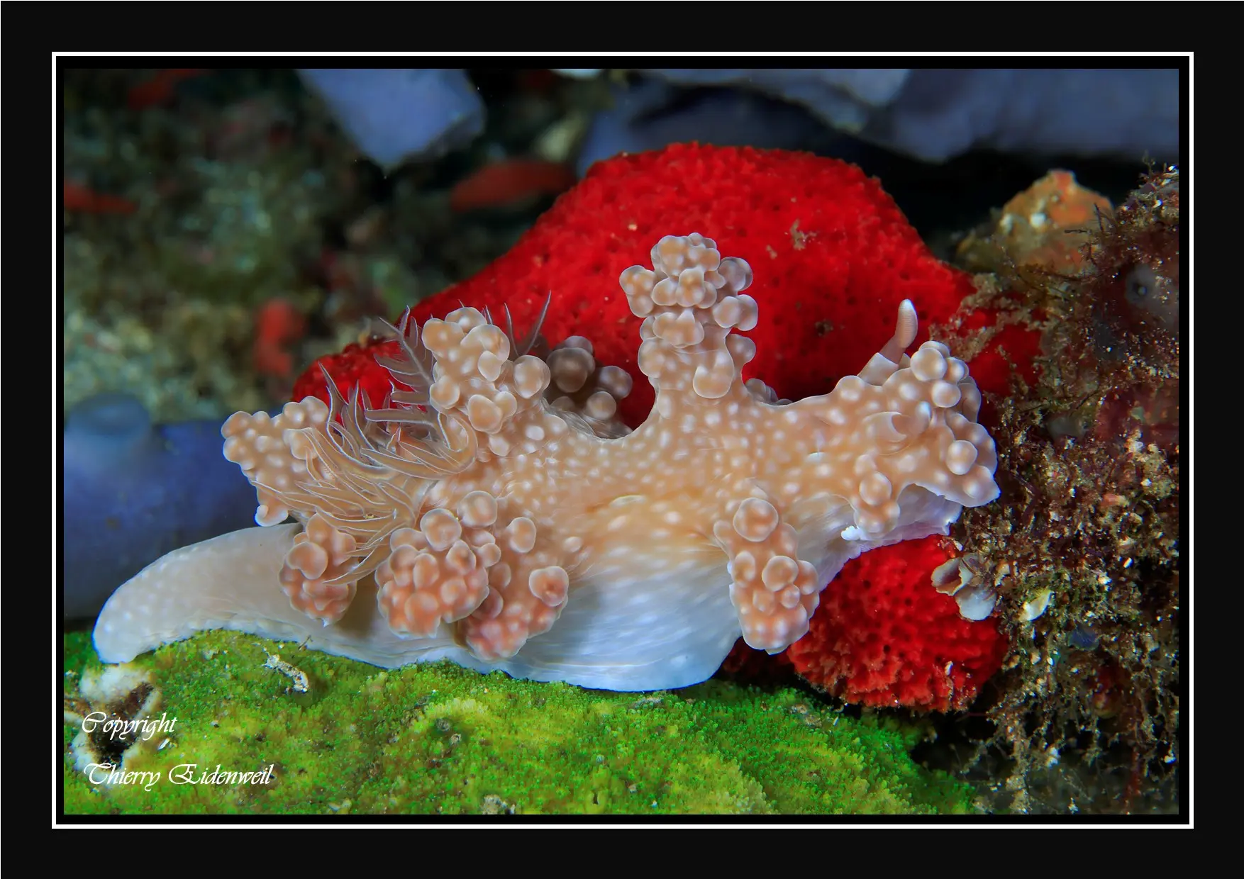 Anilao Macro Dive Media Highlight